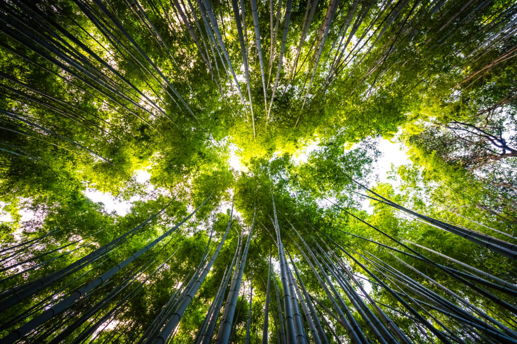 beautiful-landscape-bamboo-grove-forest-arashiyama-kyoto-1024x683 Missions